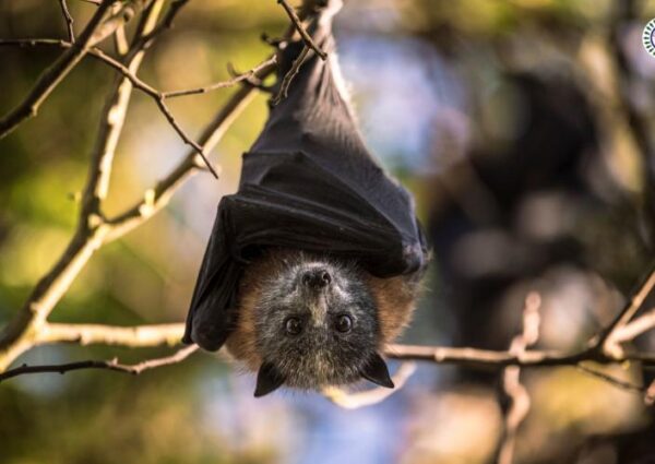 NEW RESEARCH: LOW RISK OF SCIENTISTS PASSING CORONAVIRUS TO BATS IN WINTER