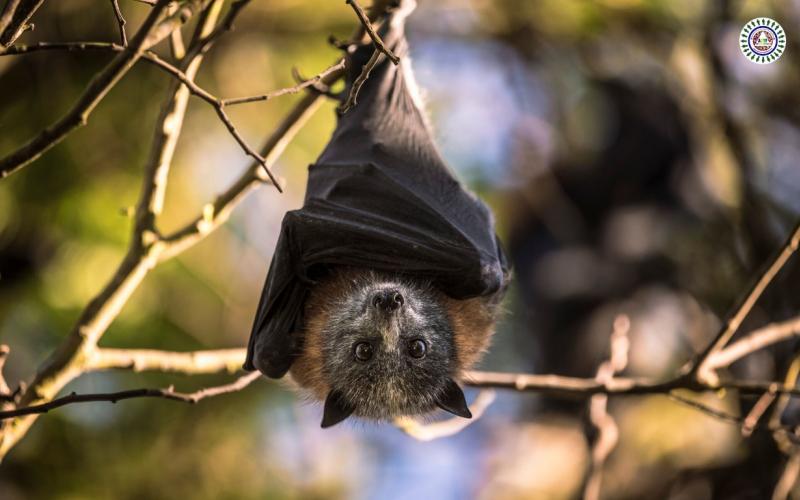 NEW RESEARCH: LOW RISK OF SCIENTISTS PASSING CORONAVIRUS TO BATS IN WINTER